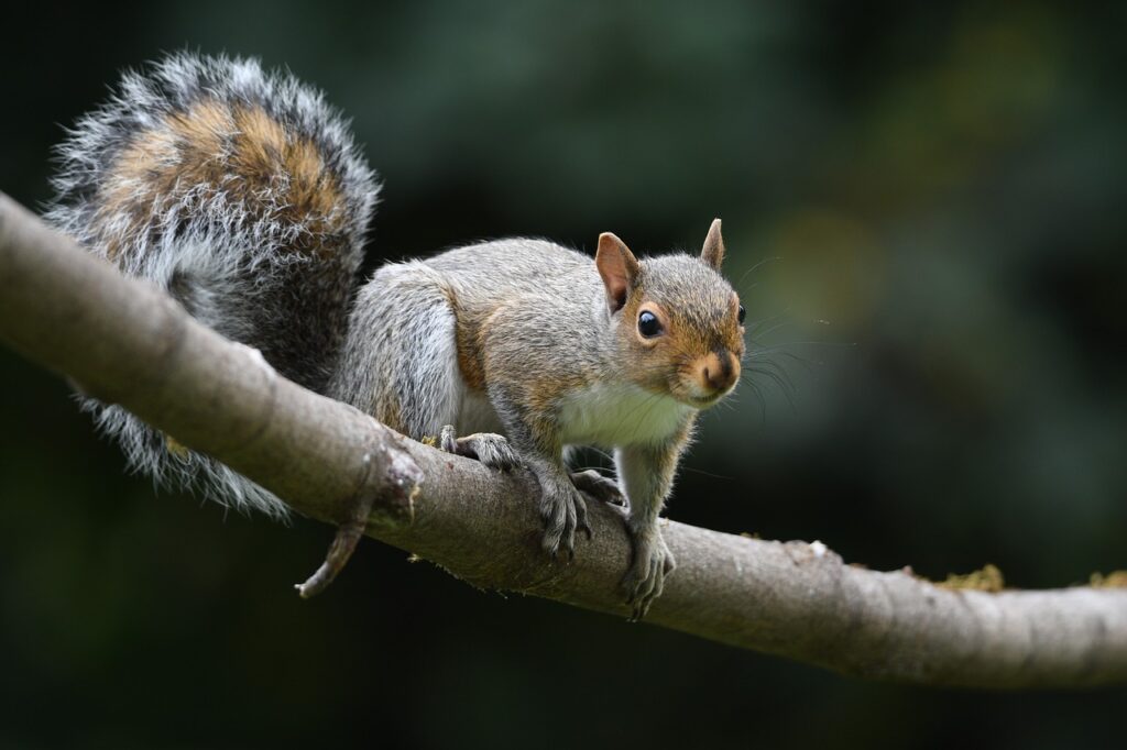 animal, squirrel, mammal-6757789.jpg