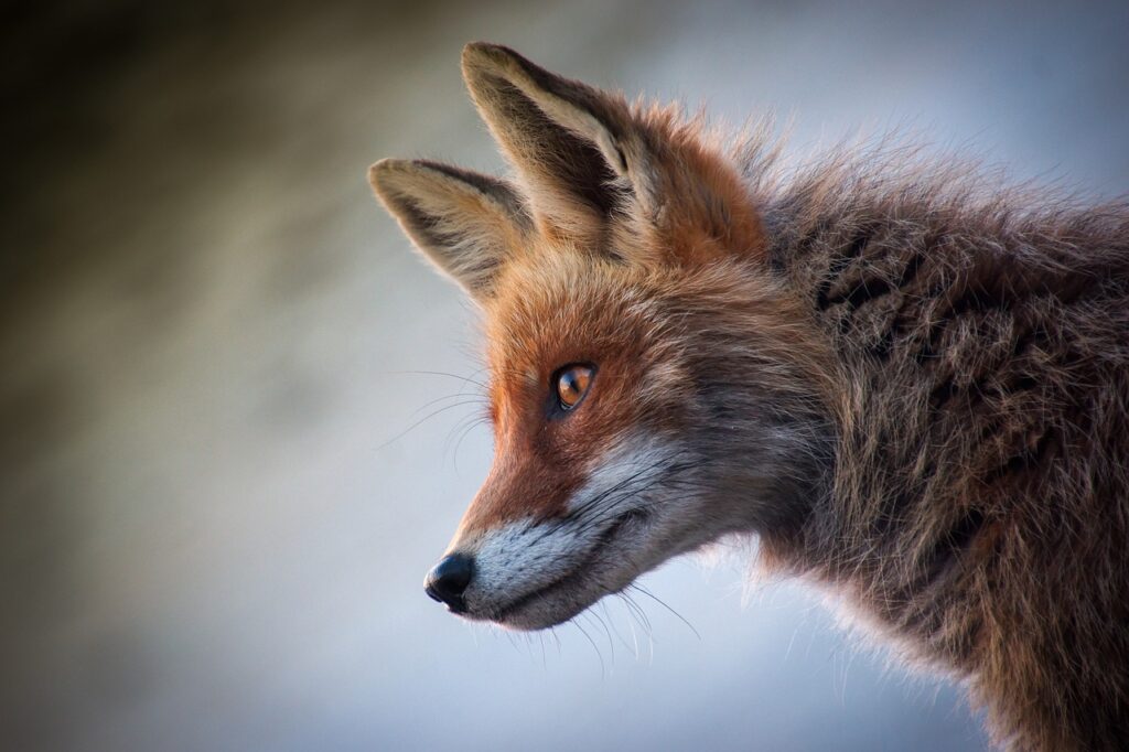 fox, animal, canine-4589927.jpg