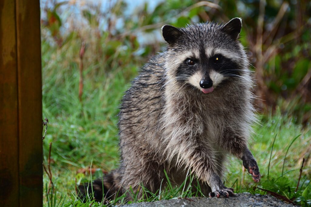 mammal, raccoon, mask-1227460.jpg