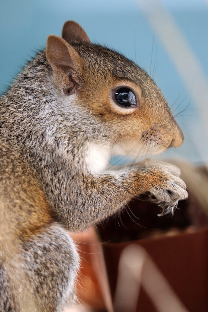 squirrel, rodent, wildlife-4289250.jpg